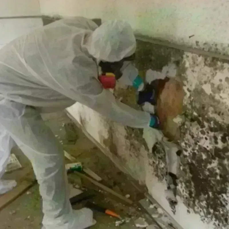 Mold Remediation and Removal in Brownsfield, LA